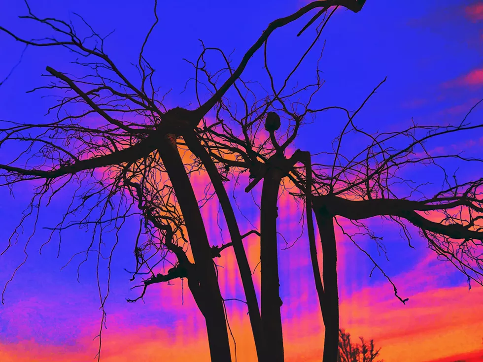 uprooted_2642.webp