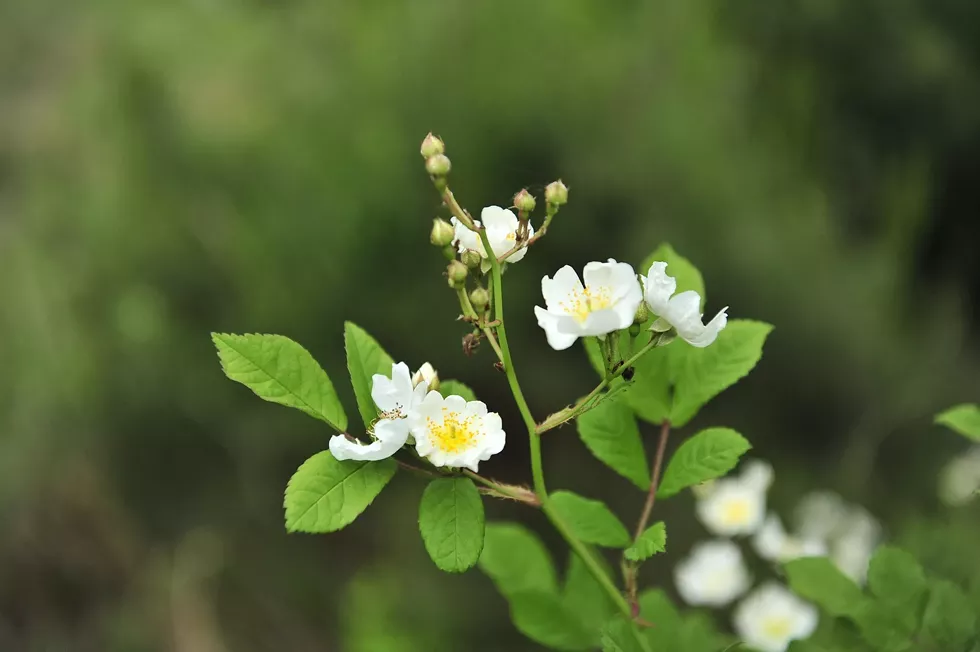 multiflora_rose_-_cc.webp