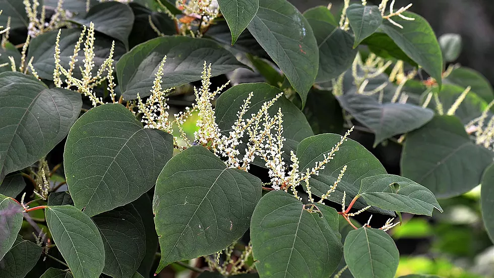 japanese-knotweed.webp