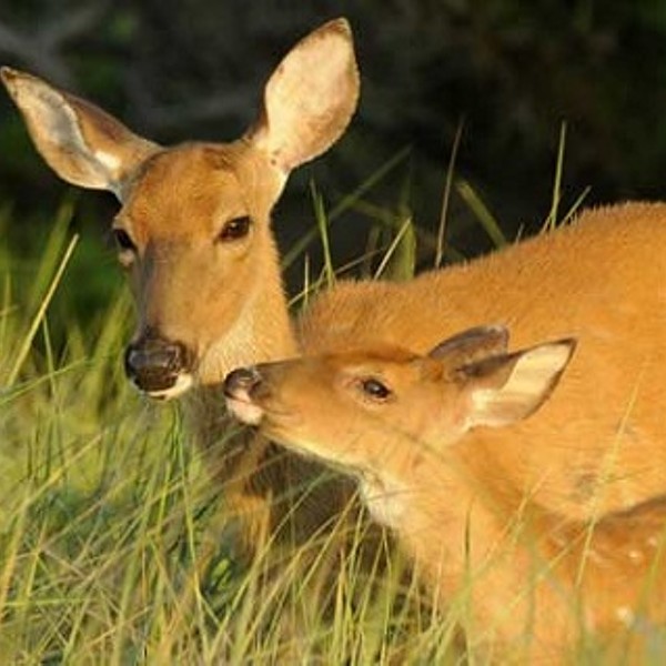 Why So Many Deer and Bears? Our Growing Wildlife Imbalance.