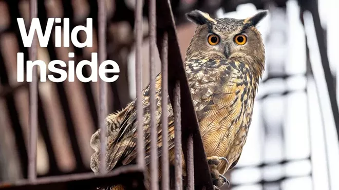 Image: Wild Inside