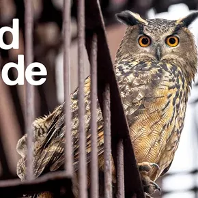 Image: Wild Inside