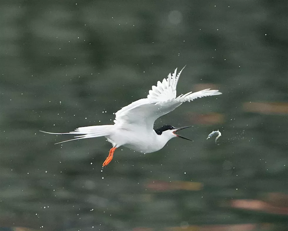 Wildlife Photography