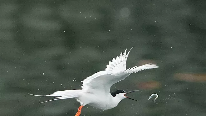 Image: Wildlife Photography: Predators in Action