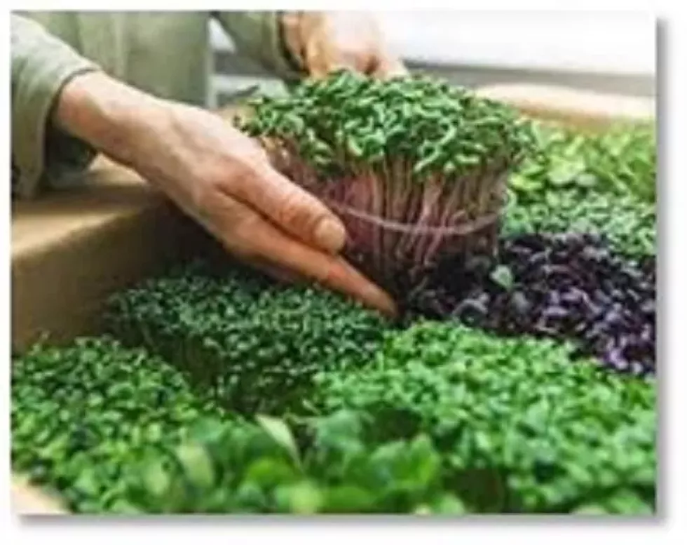 clermont-microgreens.webp