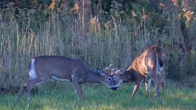 Image: Wonderful Whitetails