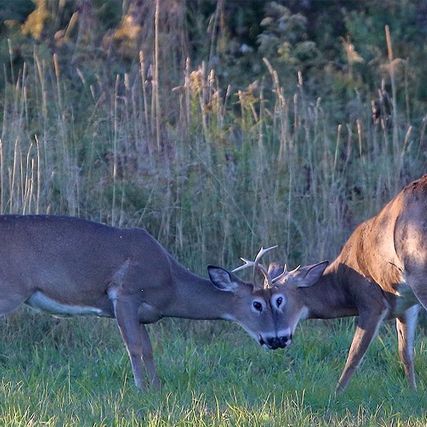 Wonderful Whitetails